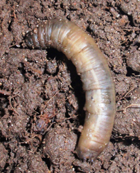 Crane fly larva